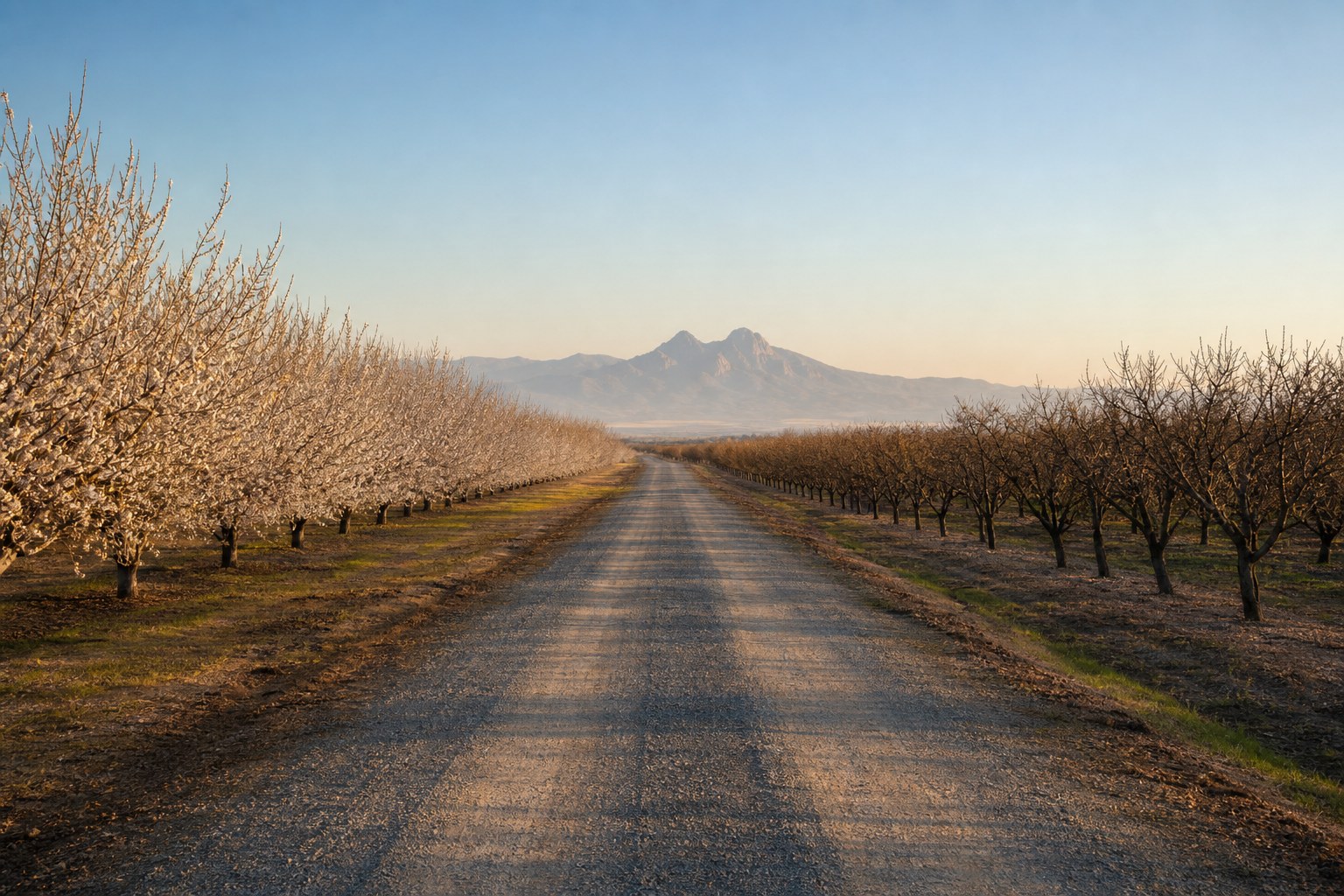 Sutter County farm road, illustrative AI-generated image